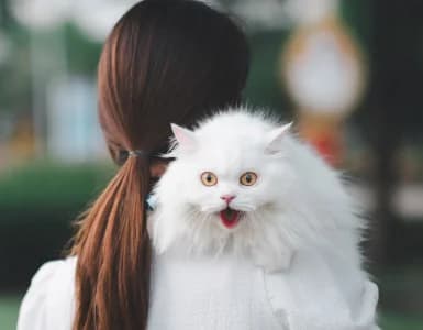 Stay Connected with Your Vet